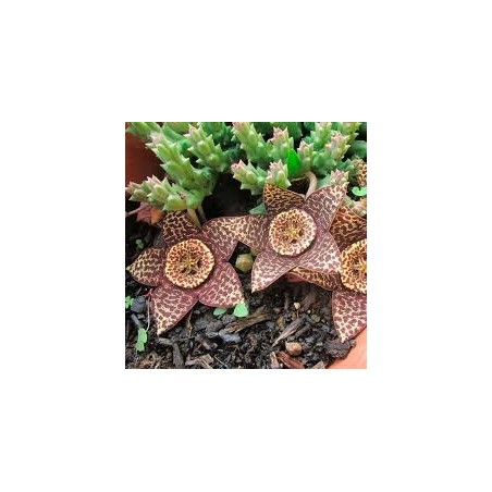 CACTUS ÉTOILE DE MER