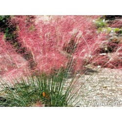 HERBE À CHEVEUX ROSES