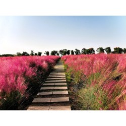 HERBE À CHEVEUX ROSES