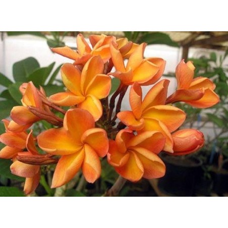 FRANGIPANIER ORANGE