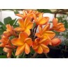 FRANGIPANIER ORANGE