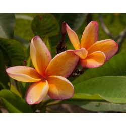 FRANGIPANIER ORANGE
