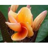 FRANGIPANIER ORANGE