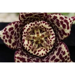 CACTUS ÉTOILE DE MER