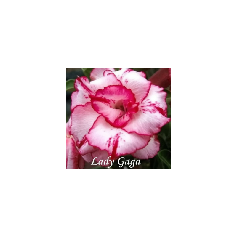 ROSE DU DÉSERT LADY GAGA