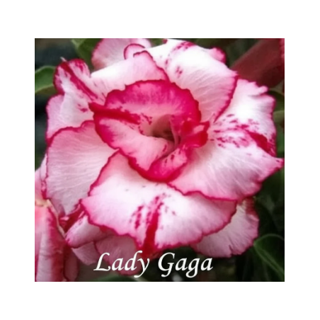 ROSE DU DÉSERT LADY GAGA
