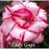 ROSE DU DÉSERT LADY GAGA