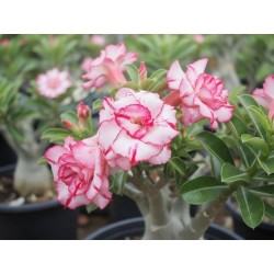 ROSE DU DÉSERT LADY GAGA