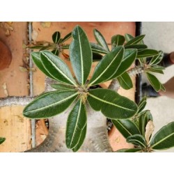 ROSE DU DÉSERT LADY GAGA