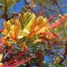 FLAMBOYANT OISEAU DE PARADIS