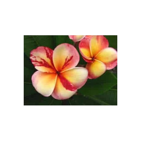 FRANGIPANIER TOP ANGEL