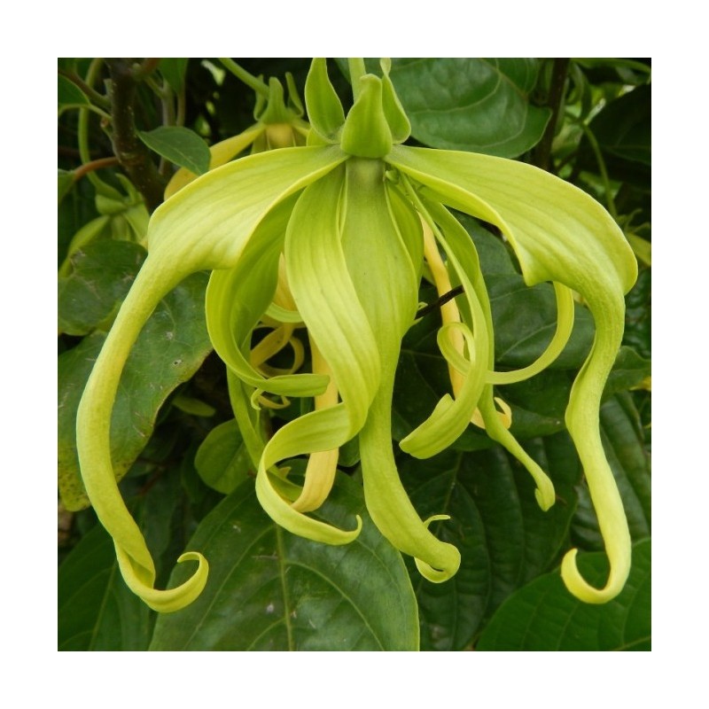 Ylang Ylang