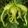 Ylang Ylang