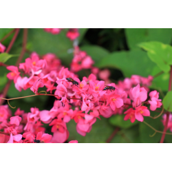 LIANE DE CORAIL ROSE