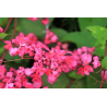 LIANE DE CORAIL ROSE