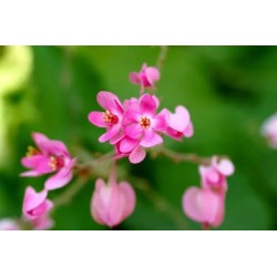 LIANE DE CORAIL ROSE