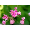 LIANE DE CORAIL ROSE