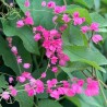 LIANE DE CORAIL ROSE