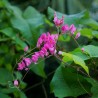 LIANE DE CORAIL ROSE