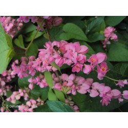 LIANE DE CORAIL ROSE