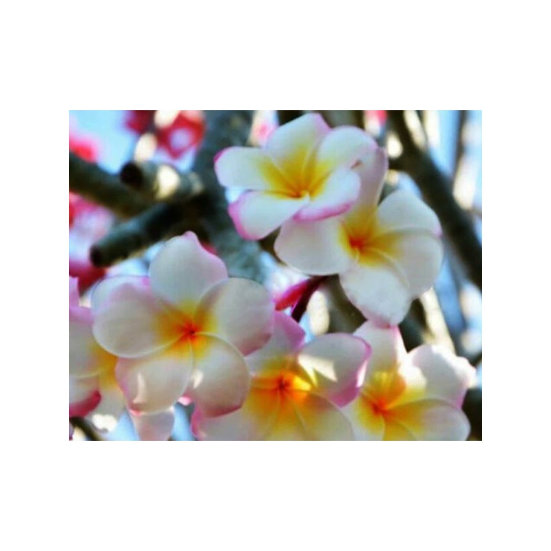 FRANGIPANIER SAKURA