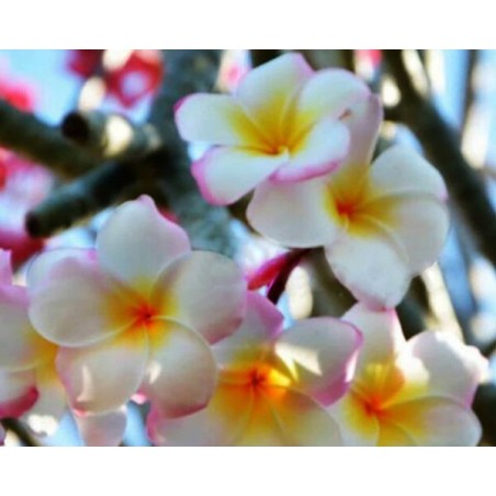 FRANGIPANIER SAKURA