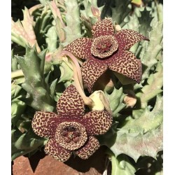 CACTUS ÉTOILE DE MER