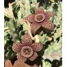 CACTUS ÉTOILE DE MER