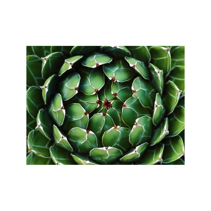 AGAVE PINTILLA