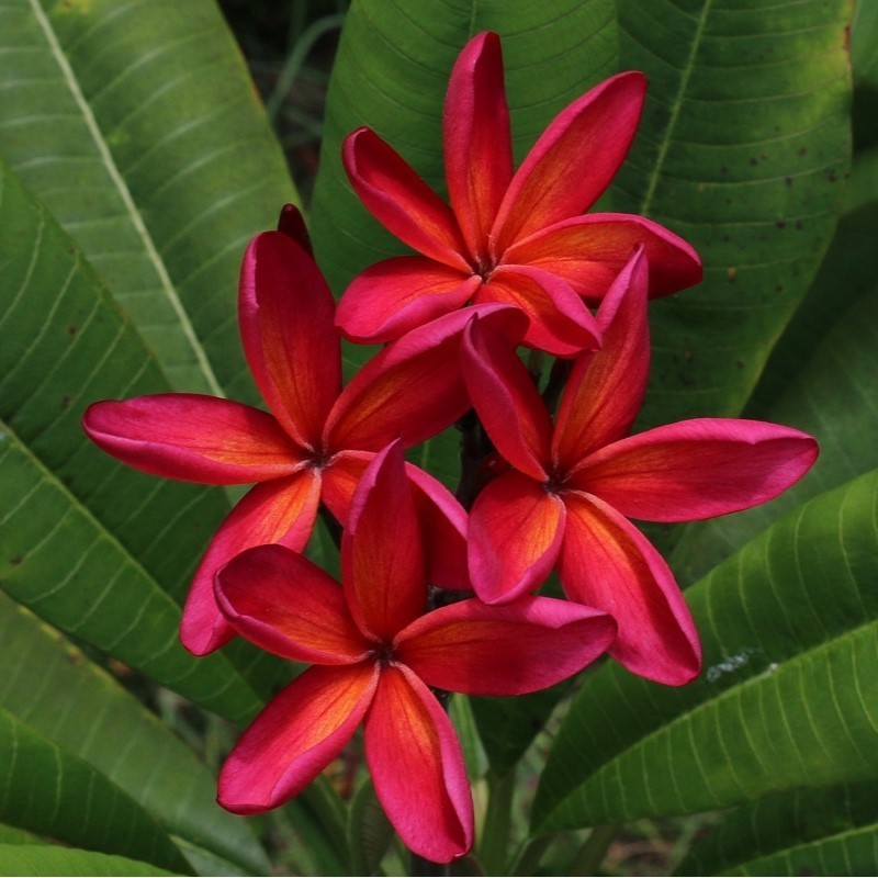 Frangipanier rouge