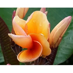 FRANGIPANIER ORANGE