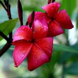 Frangipanier rouge