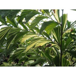 PALMIER QUEUE DE POISSON