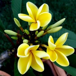 FRANGIPANIER JAUNE