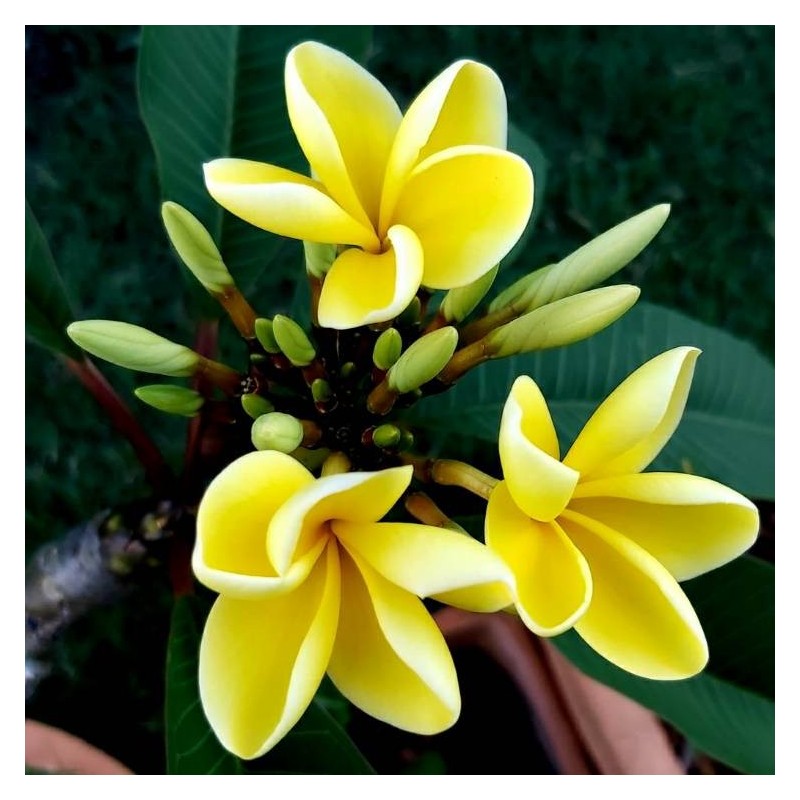 FRANGIPANIER JAUNE