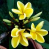 FRANGIPANIER JAUNE
