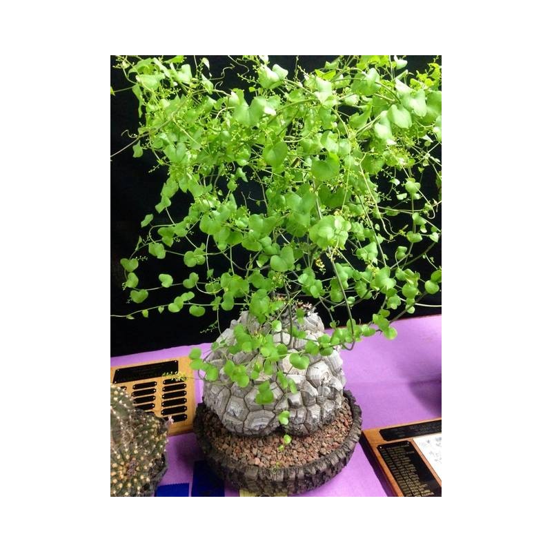 PLANTE TORTUE