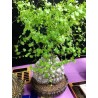PLANTE TORTUE