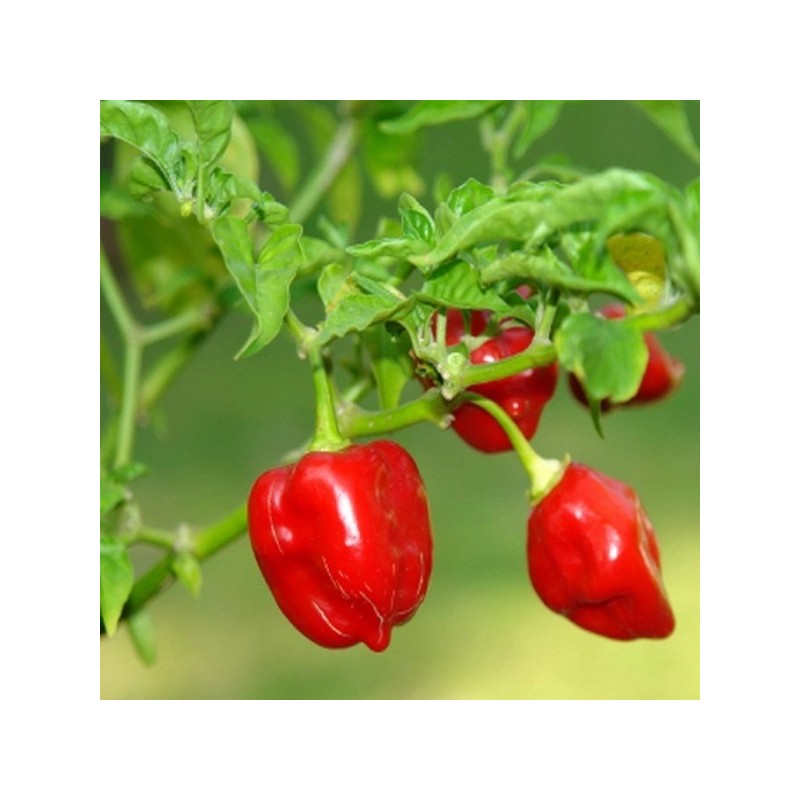 PIMENT ANTILLAIS PIMENT ANTILLAIS