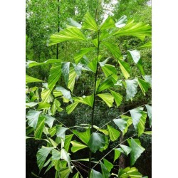 PALMIER QUEUE DE POISSON