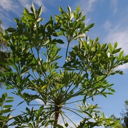 ARBRE CHOU EN ÉPIS