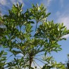 ARBRE CHOU EN ÉPIS