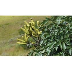 ARBRE CHOU EN ÉPIS