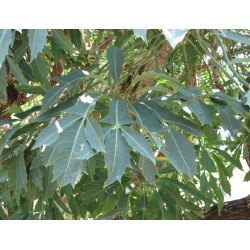ARBRE CHOU EN ÉPIS