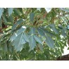 ARBRE CHOU EN ÉPIS