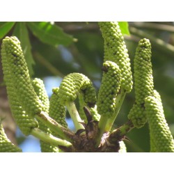 ARBRE CHOU EN ÉPIS