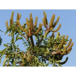 ARBRE CHOU EN ÉPIS