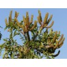 ARBRE CHOU EN ÉPIS