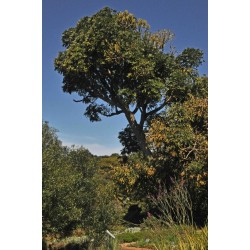 ARBRE CHOU EN ÉPIS