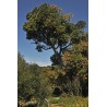 ARBRE CHOU EN ÉPIS
